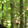 Feeding the Fairies
