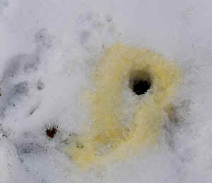yellow snow....doggie wee wee